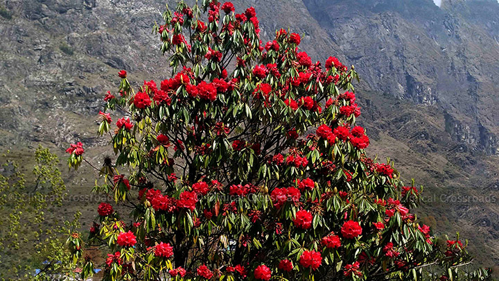 Rhododendron