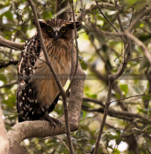 sundarbans owl