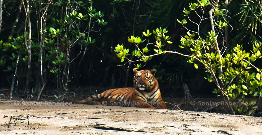 Sundarbans tiger